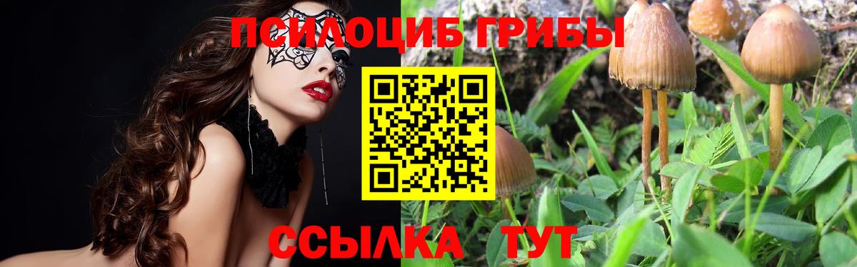 Ногинск  Псилоцибиновые грибы GOLDEN TEACHER  Псилоцибиновые грибы GOLDEN TEACHER  Вход с VPN 